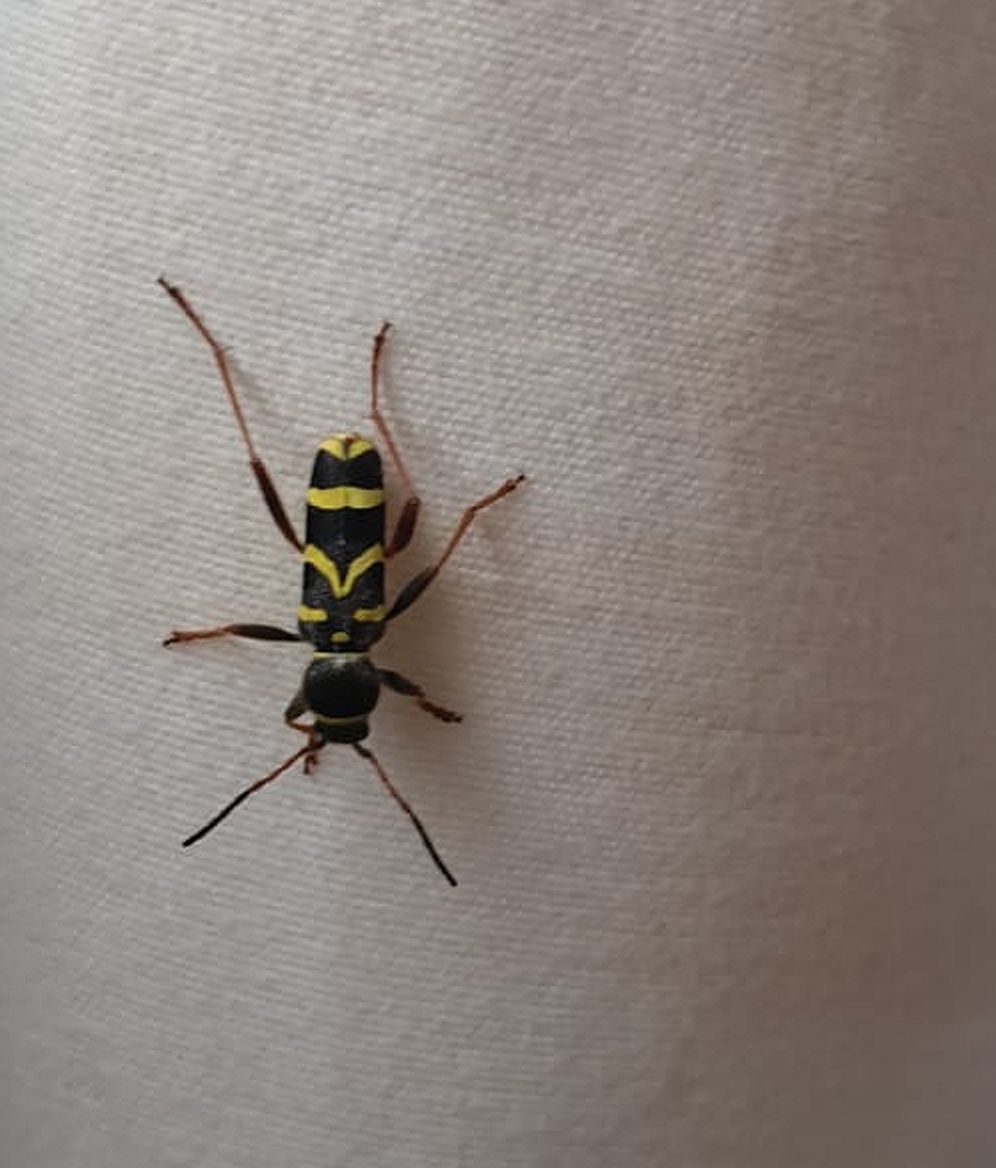  Wasp Beetle